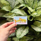 big fish sticker